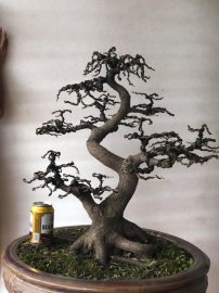 Cây sộp búp đỏ Long dáng, vườn cộng đồng bonsai tại Hóc Môn