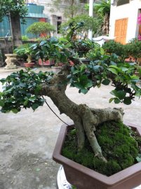 Duối Bonsai