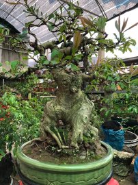 Cây lộc vừng lùn độc nhất vô nhị