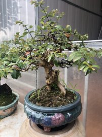 Cây tường vi vườn cộng đồng Bonsai chuyển vào Đà Nẵng