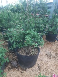 Hồng Ngọc Mai giá 250k/1 cặp