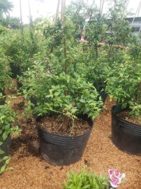 Hồng Ngọc Mai giá 250k/1 cặp