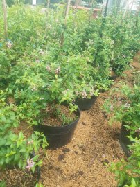Hồng Ngọc Mai giá 250k/1 cặp
