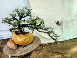 Giao lưu cây cẩm thị tàn Rin sống khỏe