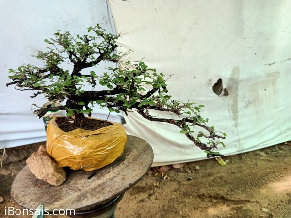 Giao lưu cây cẩm thị tàn Rin sống khỏe