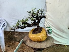Giao lưu cây cẩm thị tàn Rin sống khỏe