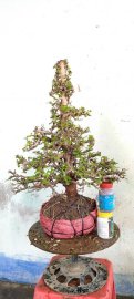 Giao lưu với bà con cây kim tiền mới về