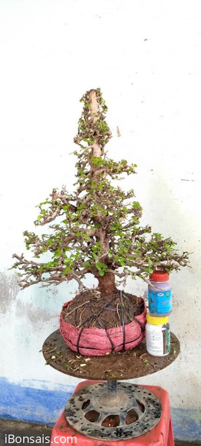 Giao lưu với bà con cây kim tiền mới về