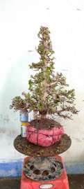Giao lưu với bà con cây kim tiền mới về