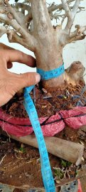 Giao lưu với bà con cây san sản mới về