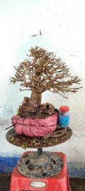 Giao lưu với bà con cây san sản mới về