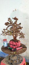 Giao lưu với bà con cây kim tiền mới về