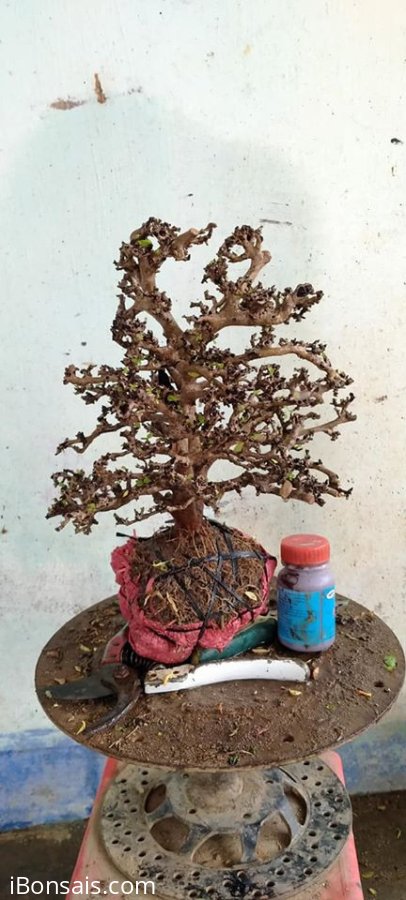 Giao lưu với bà con cây kim tiền mới về