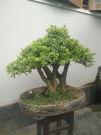 Hải Châu hoàn thiện