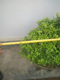 Hải Châu hoàn thiện