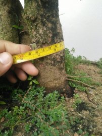 Hải Châu hoàn thiện
