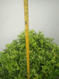 Hải Châu hoàn thiện