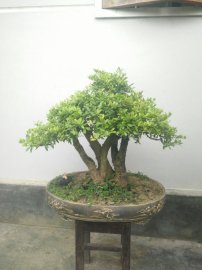 Hải Châu hoàn thiện