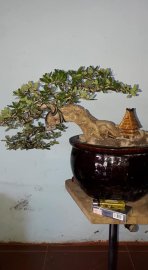 Linh Sam sông hinh rin, hoa tím, bao ship