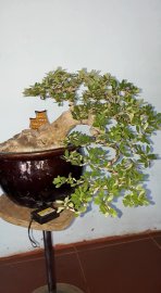 Linh Sam sông hinh rin, hoa tím, bao ship