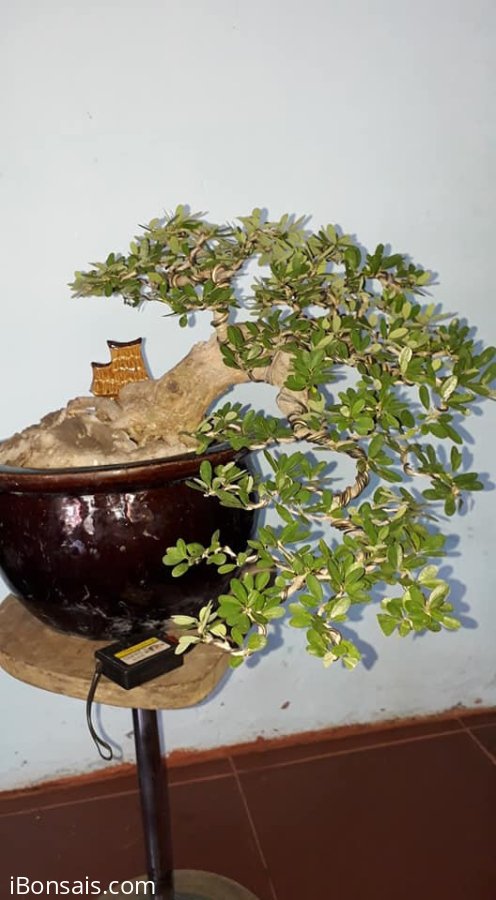 Linh Sam sông hinh rin, hoa tím, bao ship