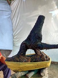 Giao lưu cây cẩm thị