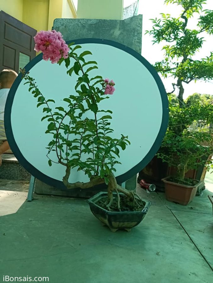Tường vi đang hoa