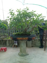 Giao lưu anh em cây lọc vừng già