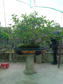 Giao lưu anh em cây lọc vừng già
