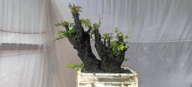 Cẩm thị sống khỏe
