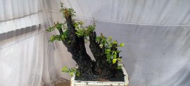 Cẩm thị sống khỏe