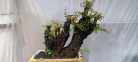 Cẩm thị sống khỏe