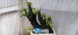 Cẩm thị sống khỏe