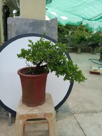 Hải Châu dáng huyền
