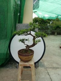 Cây tùng la hán già thuần chậu