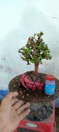 Cây kim tiền mini mới về