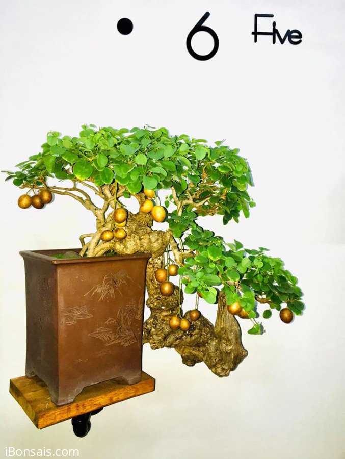 Thanh Vân Lạc Địa