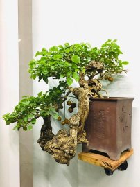 Thanh Vân Lạc Địa