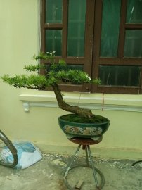 Giao lưu cây tùng la hán già thuần chậu