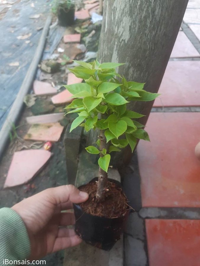 Hoa giấy mỹ sống khỏe