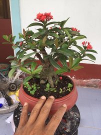 Trang sen mini
