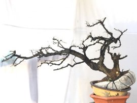 Cẩm thị đã sống khoẻ 1 năm