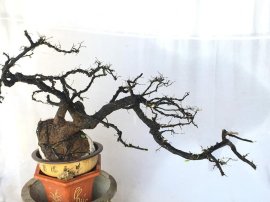 Cẩm thị đã sống khoẻ 1 năm
