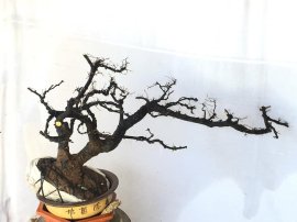 Cẩm thị đã sống khoẻ 1 năm