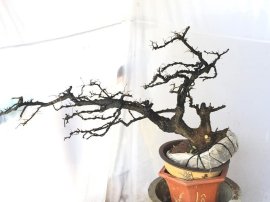 Cẩm thị đã sống khoẻ 1 năm