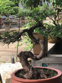 Tùng la hán đẹp