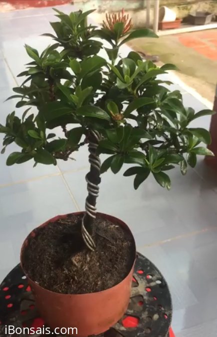 Hồng phấn giao lưu với anh em, cây khá duyên, 250k thu hộ bao phí