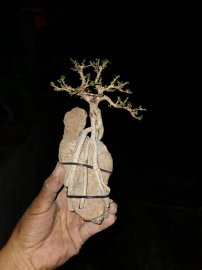 Xử lý sam hương