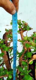 Cây kim tiền mới về