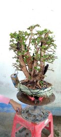 Cây kim tiền mới về